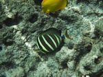 Snorkeling at Cpt Cook Monument
